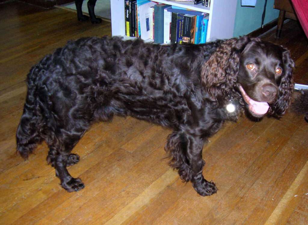 american water spaniel dog webbed feet