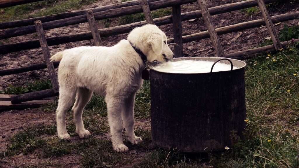 can dogs drink milk