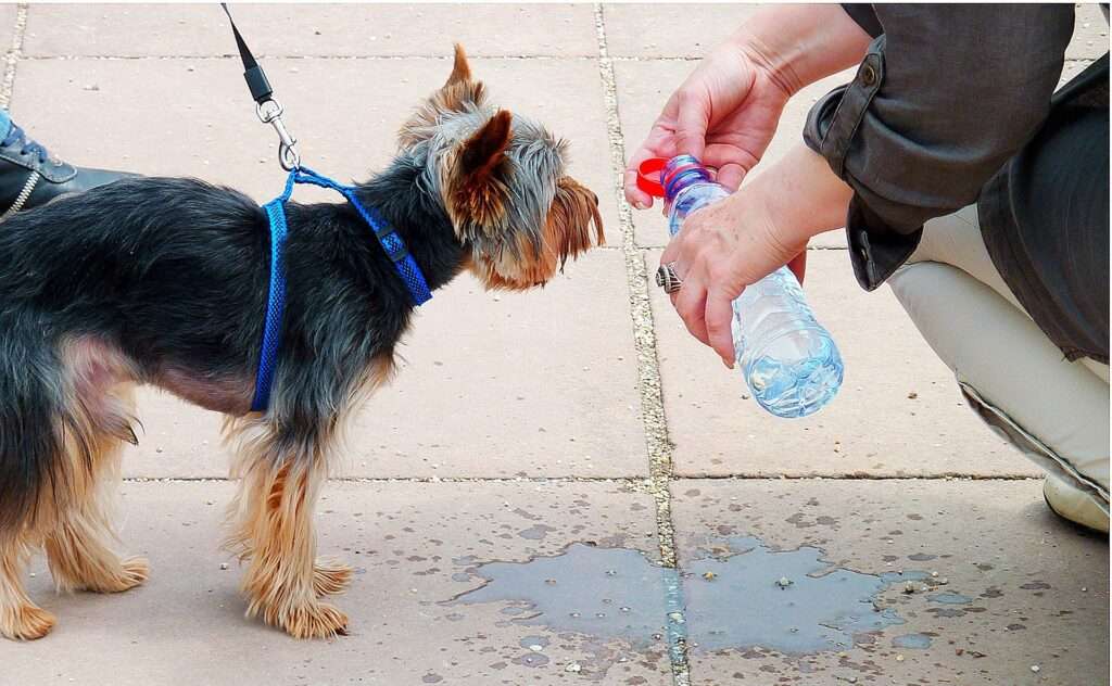 can dogs drink pedialyte