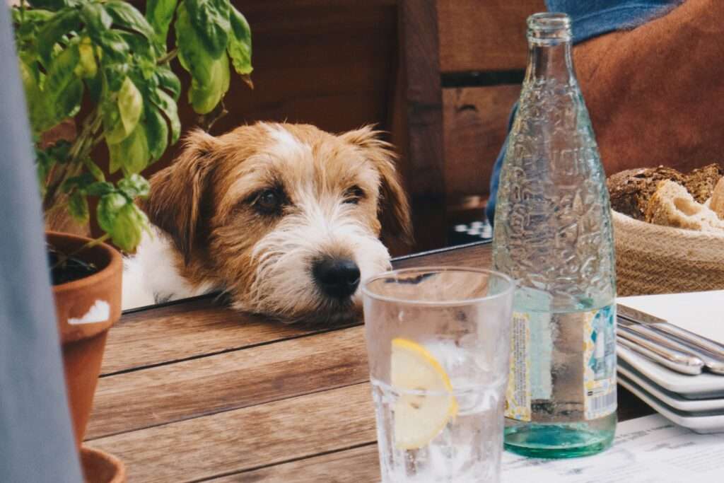 can dogs drink sparkling water