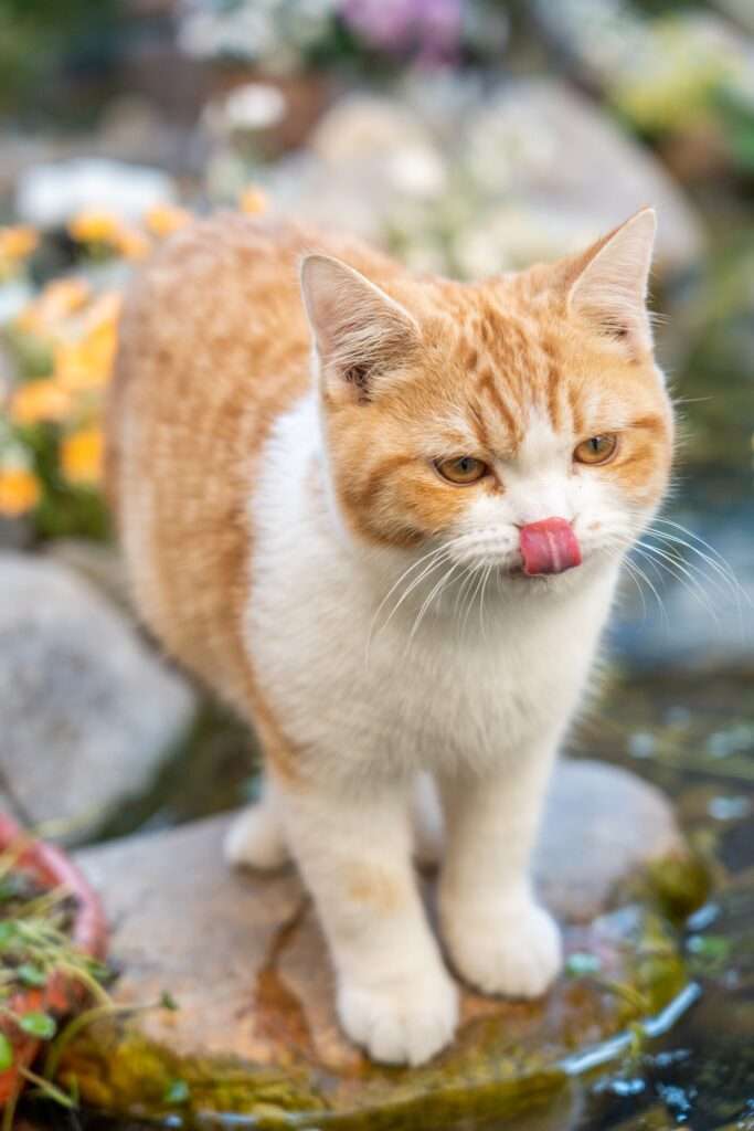 cats tongue sticking out