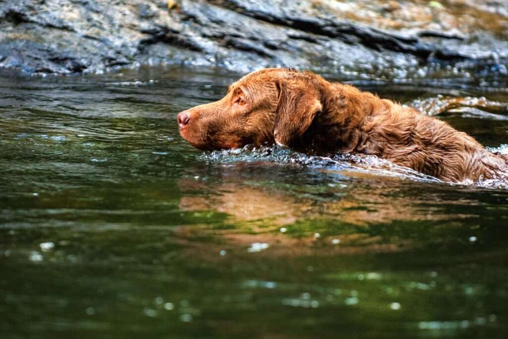 chesapeake bay retriever dog webbed feet