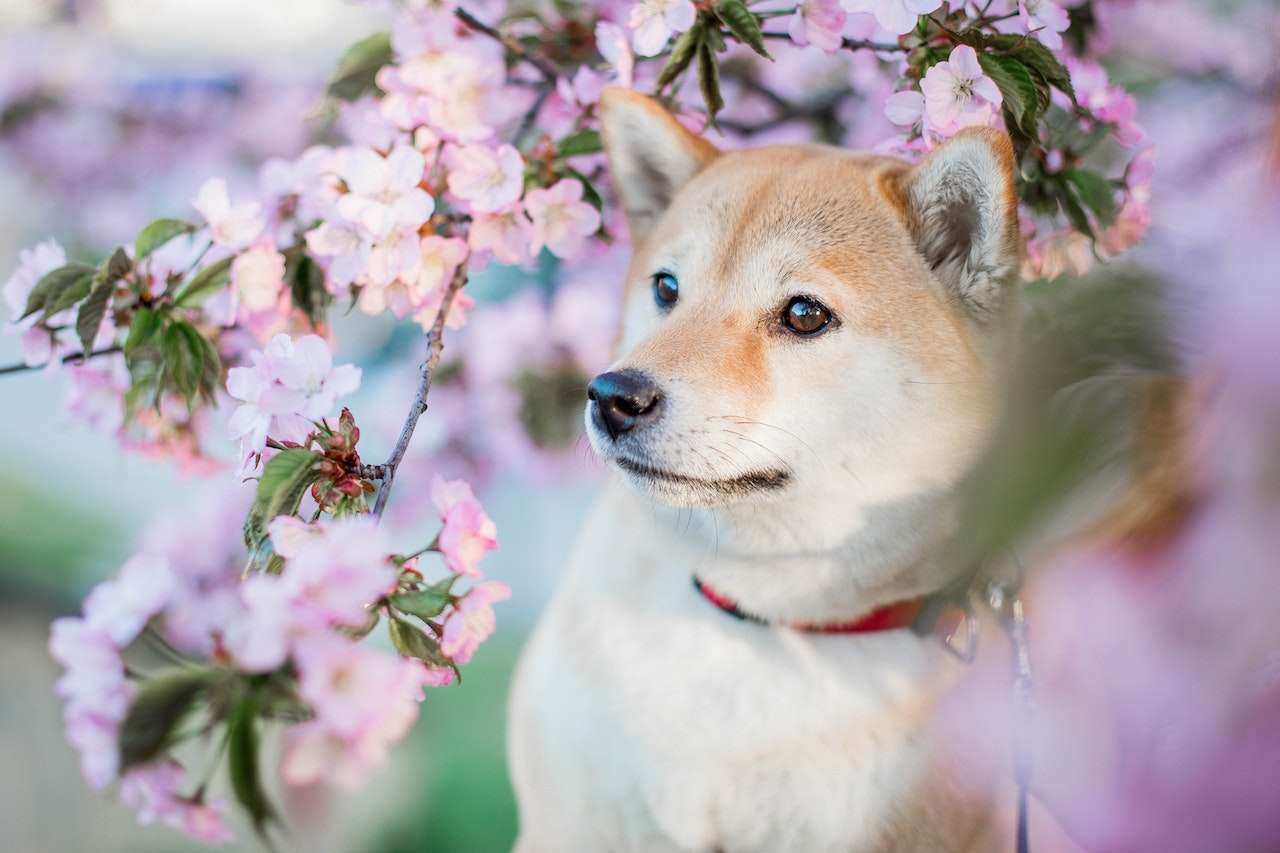 the-ultimate-guide-to-japanese-dog-names-choose-the-perfect-name-for