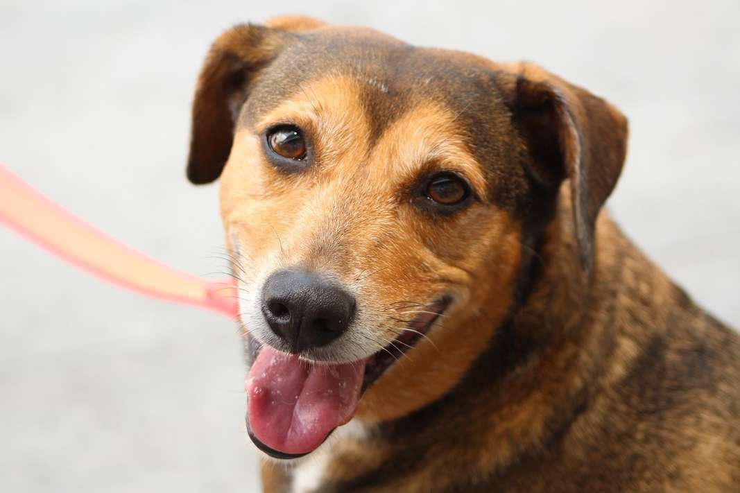 Do Dog Whiskers Grow Back? The Answer May Surprise You - BarkLikeMeow