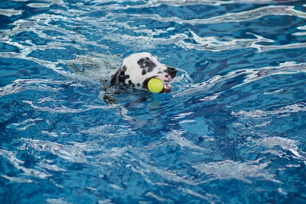 do dogs know how to swim