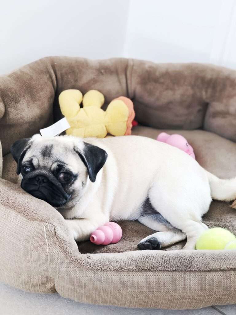 dog in a dog bed