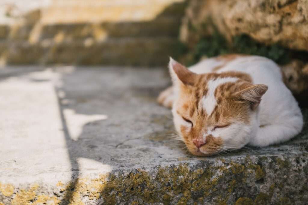 dying cat stages