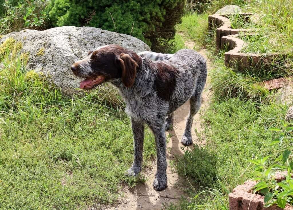 german wirehaired pointer dog webbed feet