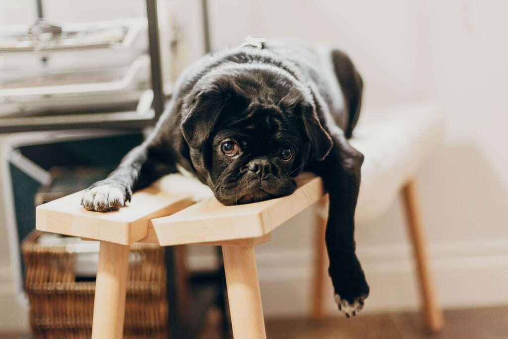 how long does it take for a dog to digest food