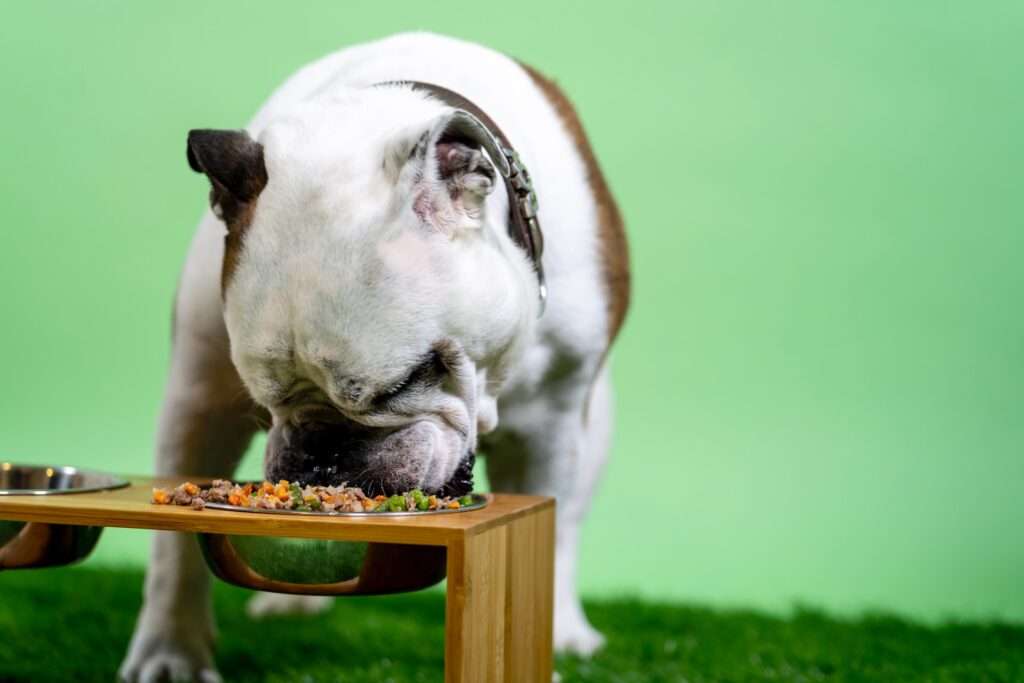 how long does it take for dogs to digest food