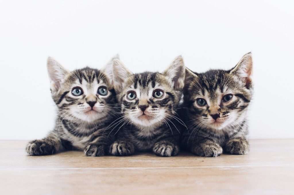 how many kittens can a cat have