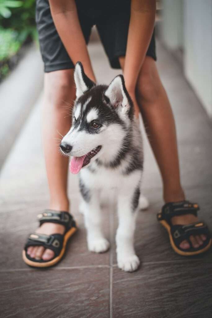 how much is a husky puppy