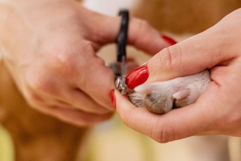 how often to trim dog nails