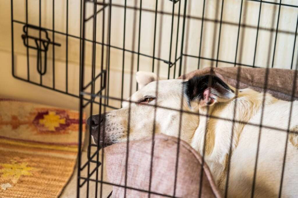 how to crate train an older dog