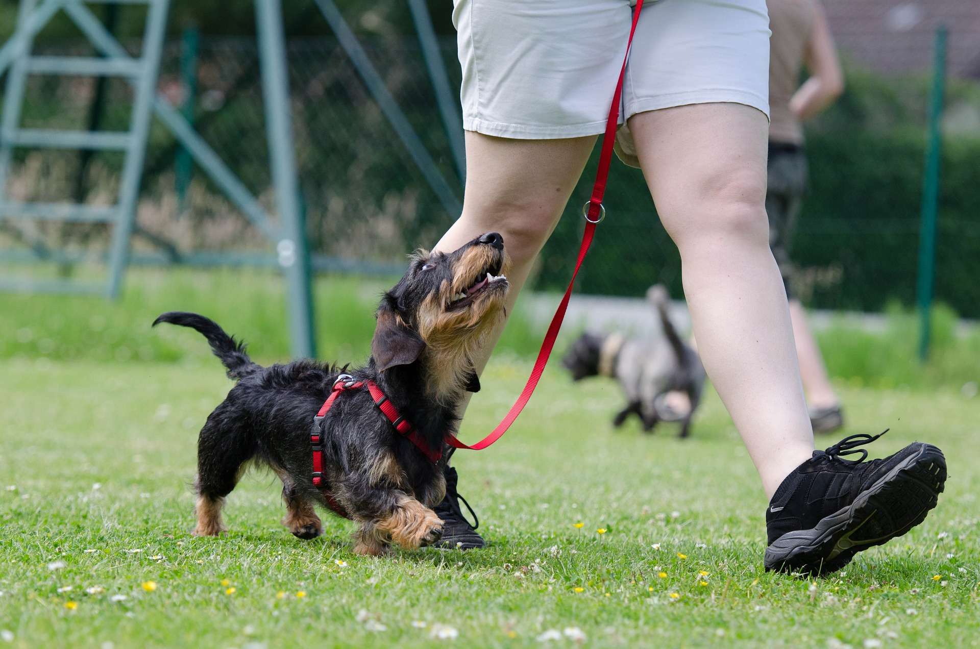 how-to-train-your-dog-to-walk-to-heel-leash