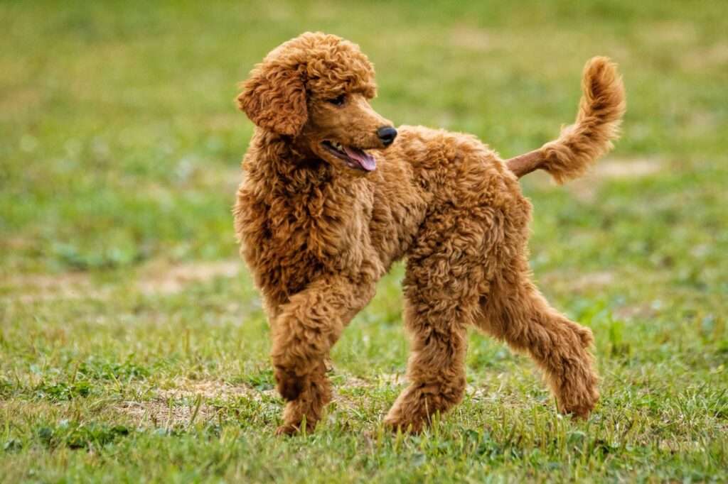 irish water spaniel dog webbed feet