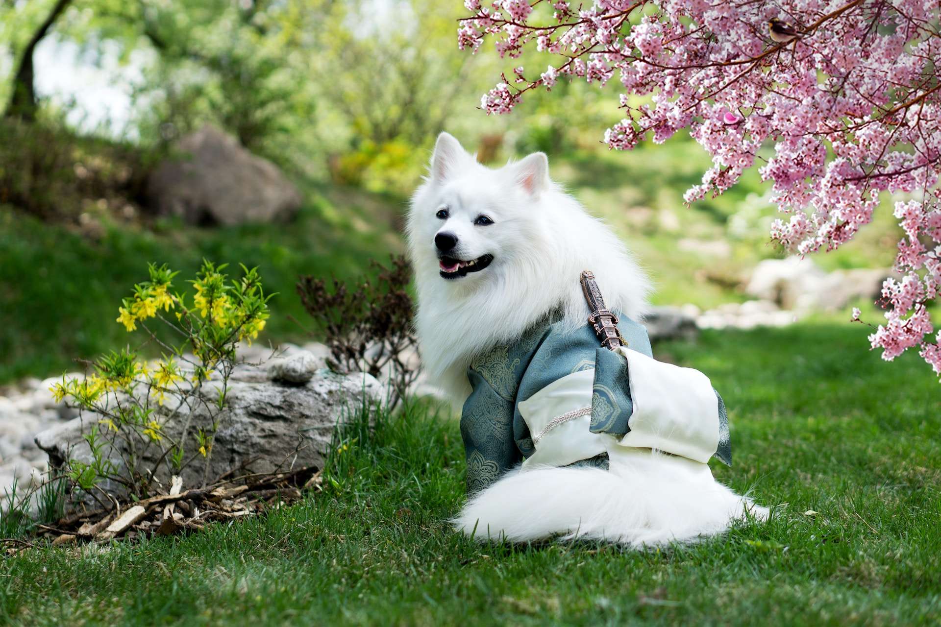 Japanese spitz female dog hot sale names