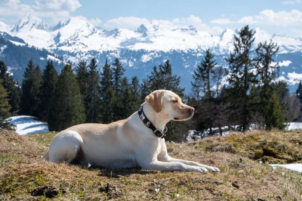 labrador retriever dog webbed feet