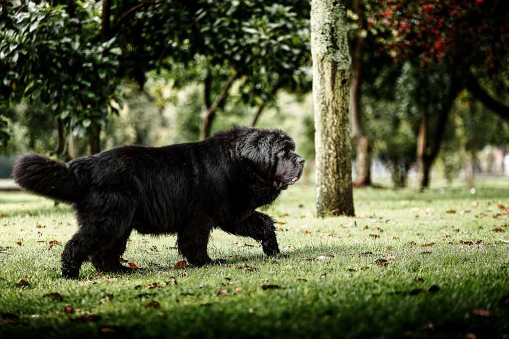 newfoundland dog webbed feet