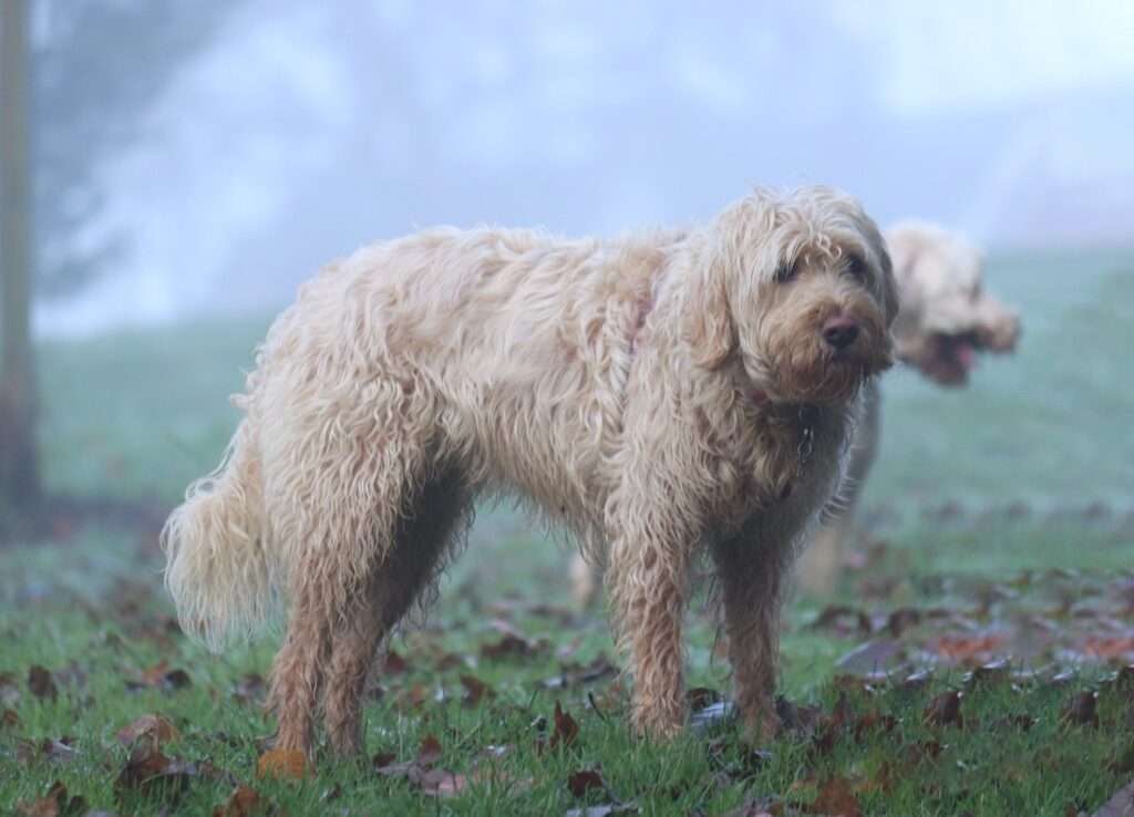 otterhound dog webbed feet