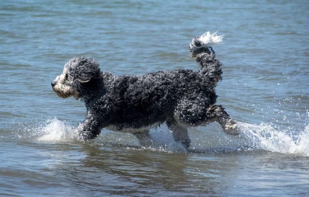 portuguese water dog webbed feet