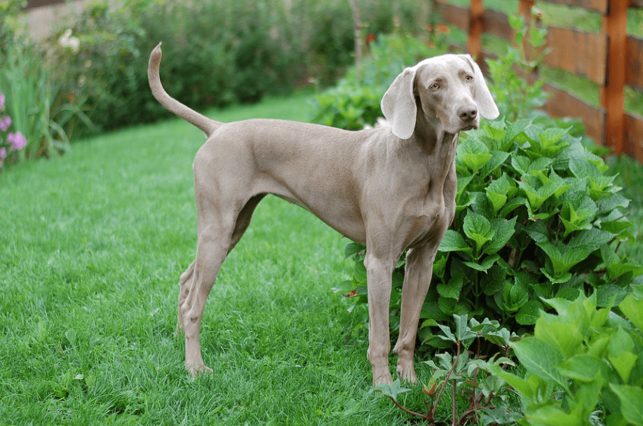 weimaraner dog webbed feet