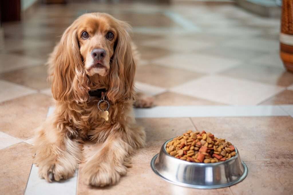 what can i feed my dog instead of dog food