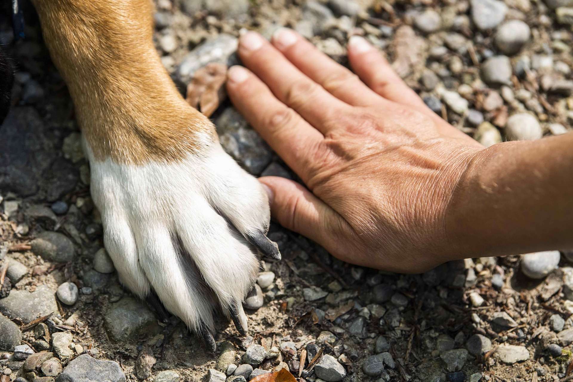 What Dogs Have Webbed Feet: Unveiling 9 Fascinating Breeds! - BarkLikeMeow