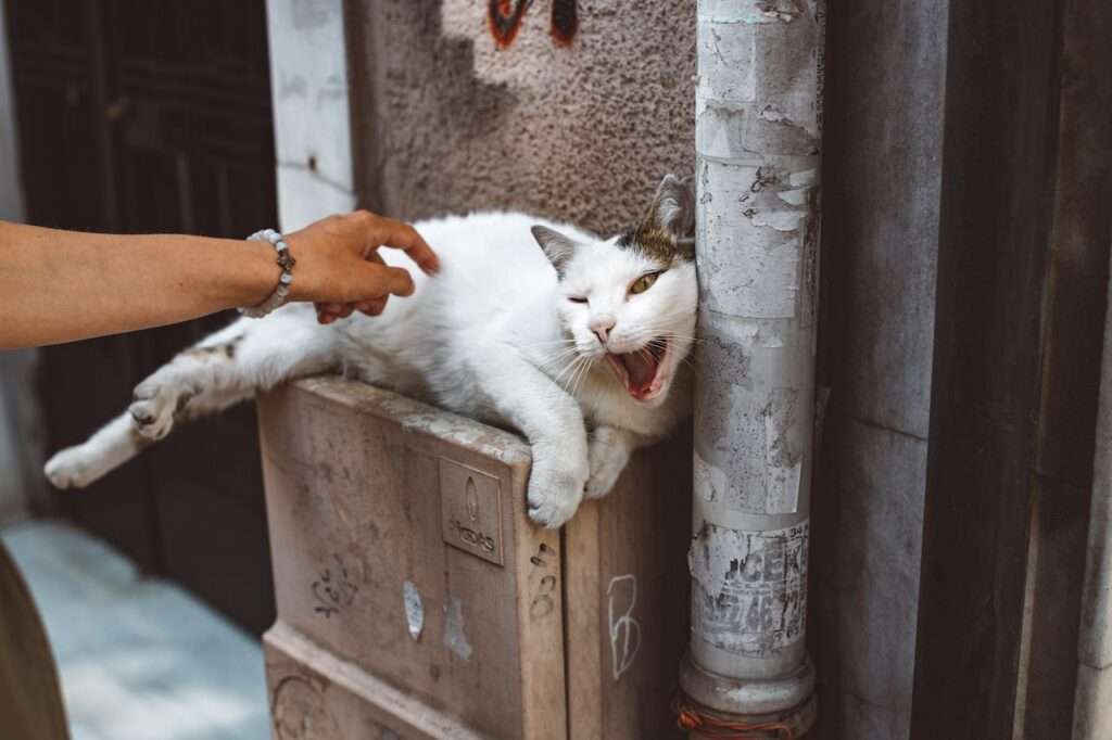 why do cats bite when you pet them