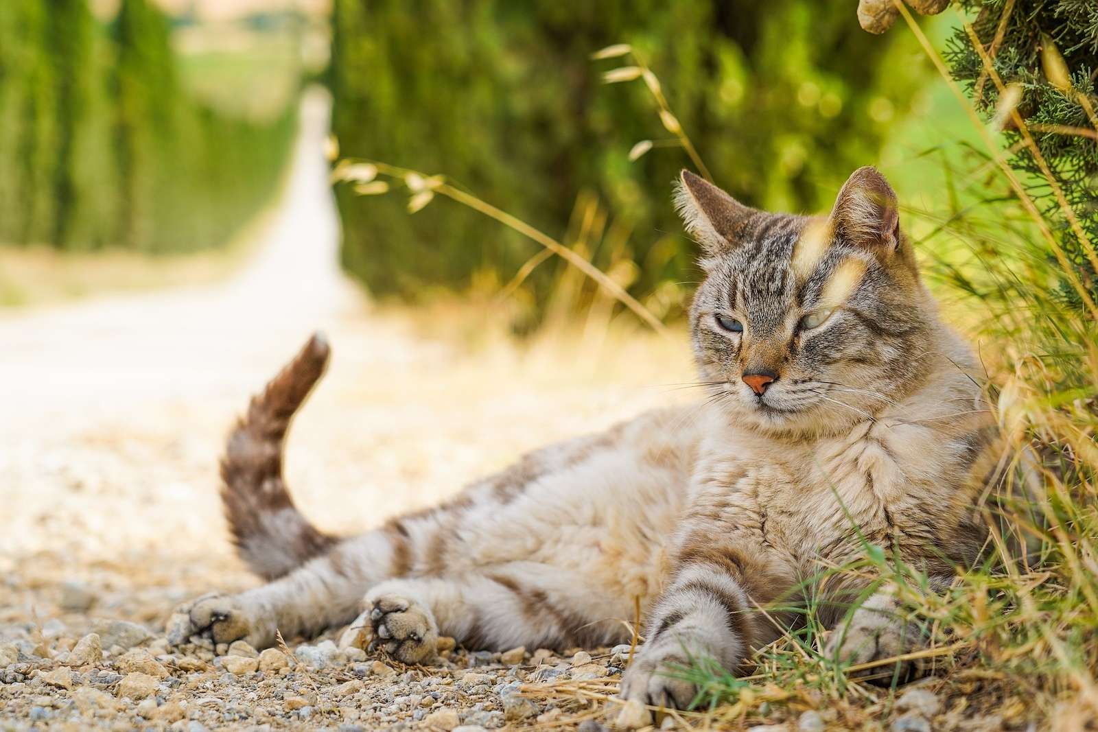 why-do-cats-wag-their-tails-while-lying-down-the-fascinating-truth