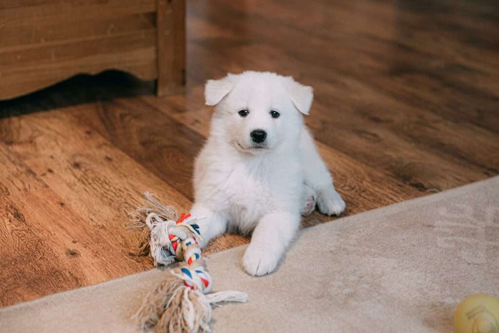 why do dogs dig in carpet