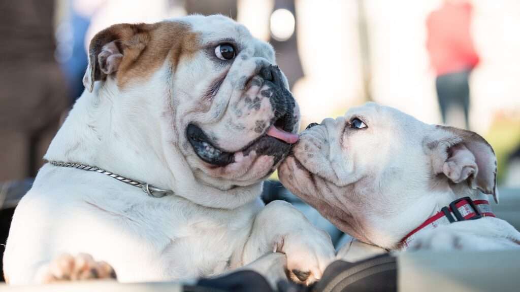 why do dogs lick each others mouths