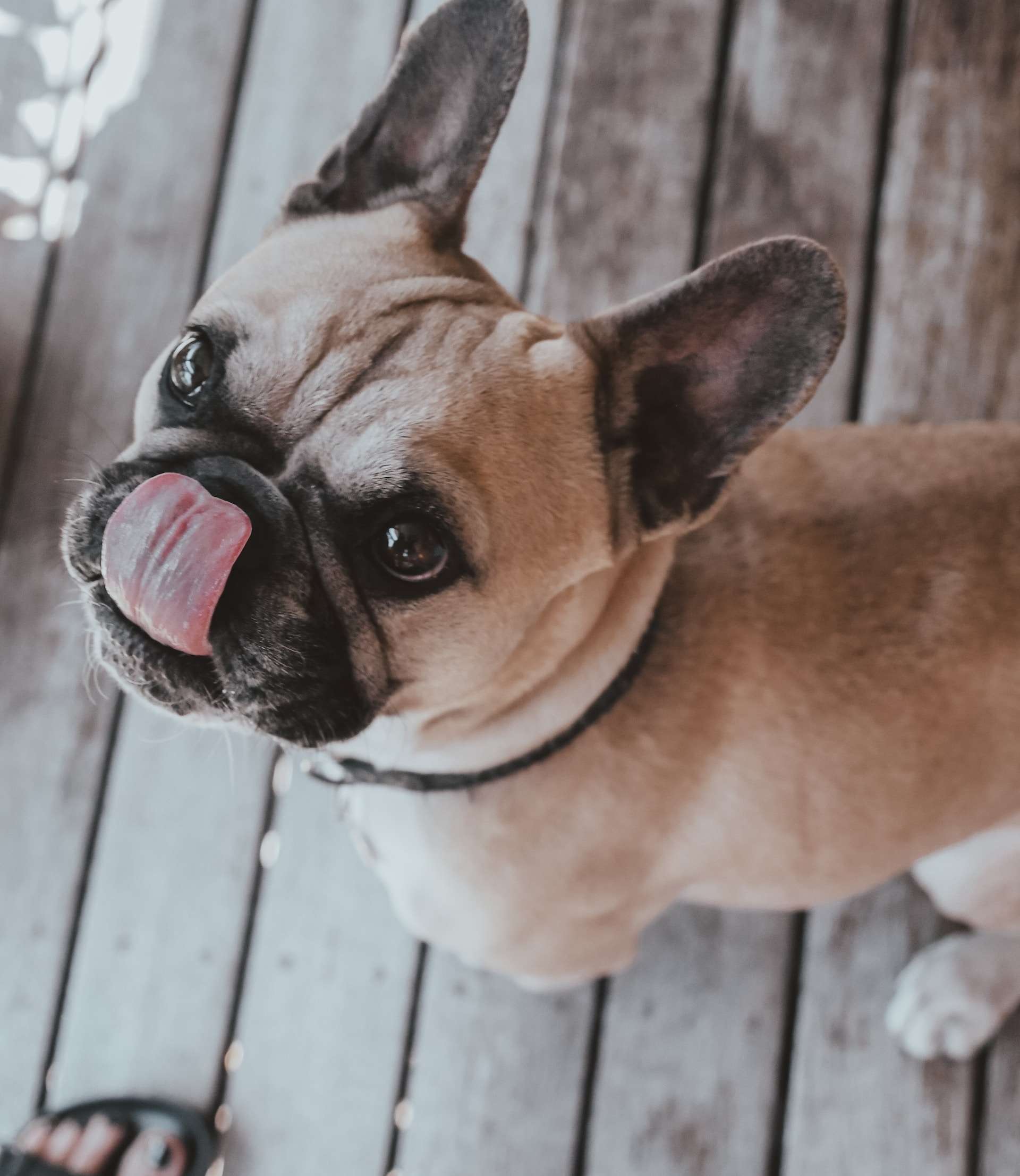 The Ultimate Guide: Why Do Dogs Lick Their Nose So Much? - BarkLikeMeow