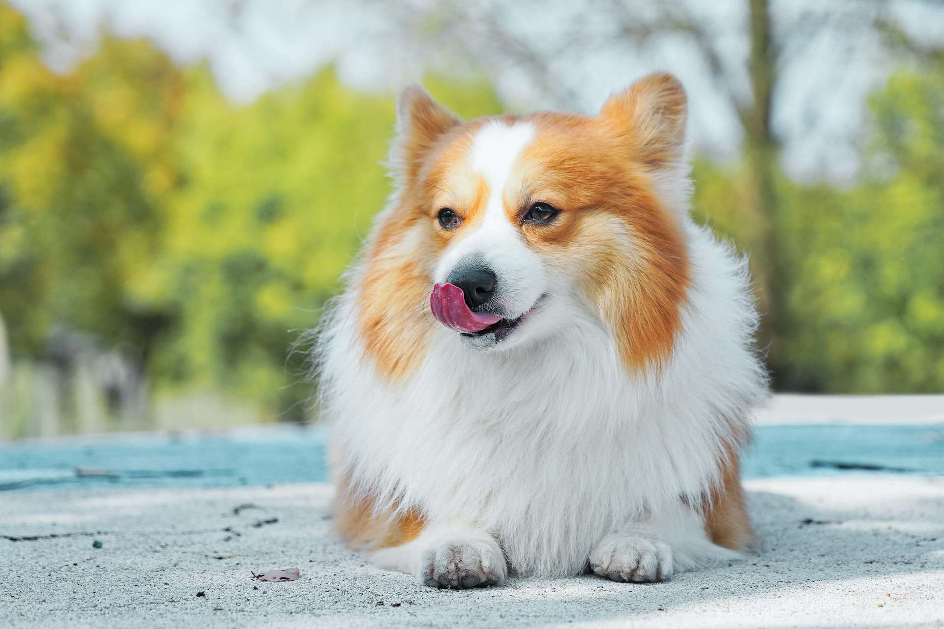 the-ultimate-guide-why-do-dogs-lick-their-nose-so-much-barklikemeow