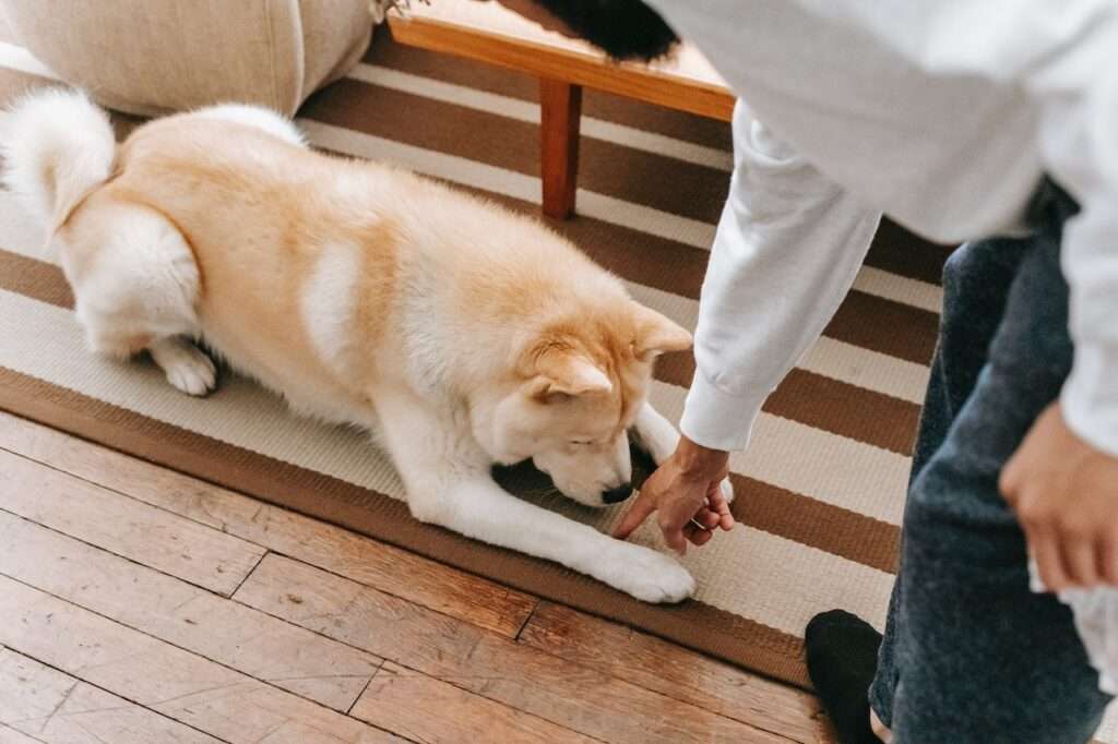 why do dogs scratch carpet