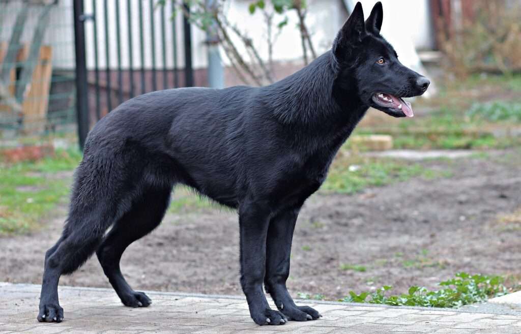 all black german shepherd