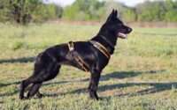 black german shepherd