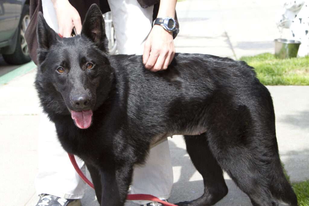 black german shepherd price