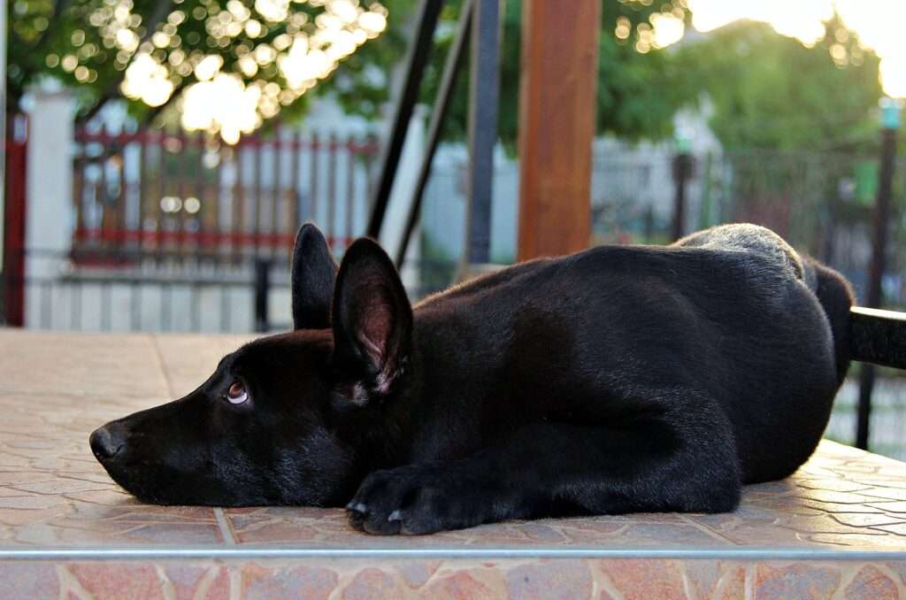 black german shepherd puppies