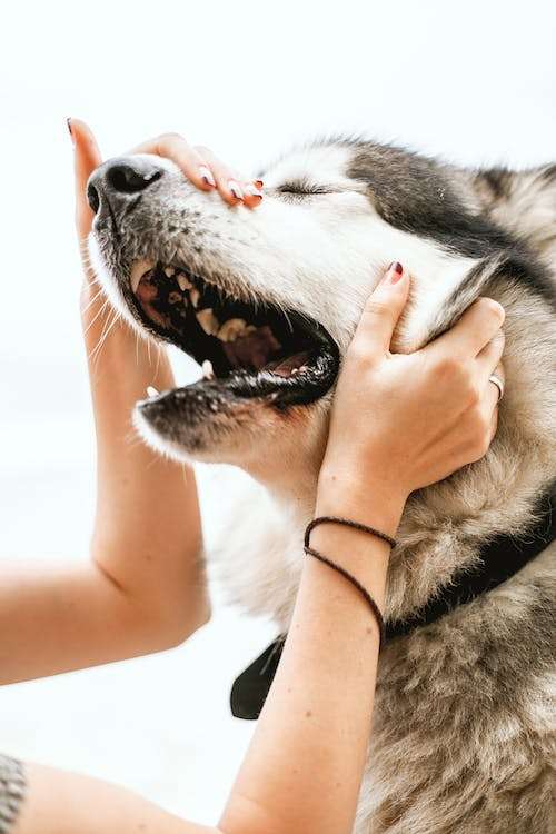 can you trim dog whiskers