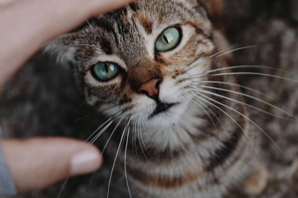 cat whiskers cut