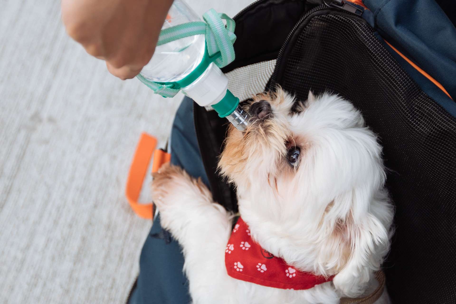 why-is-my-dog-not-eating-but-drinking-water-walkies-and-whiskers