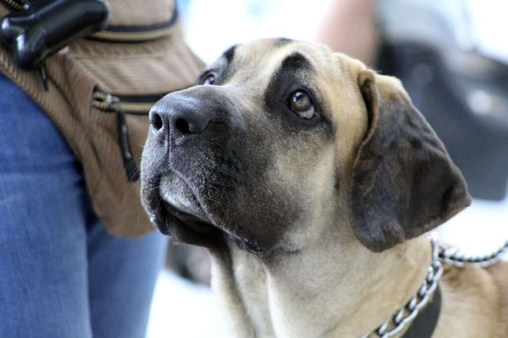 dog whiskers grow back