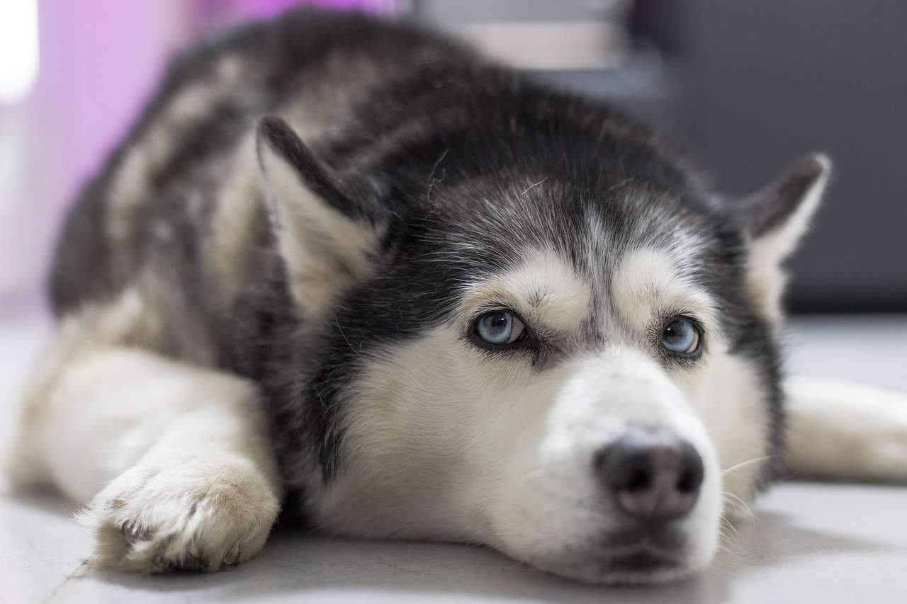 How Long Do Huskies Live? Exploring the Lifespan of these Amazing Dogs