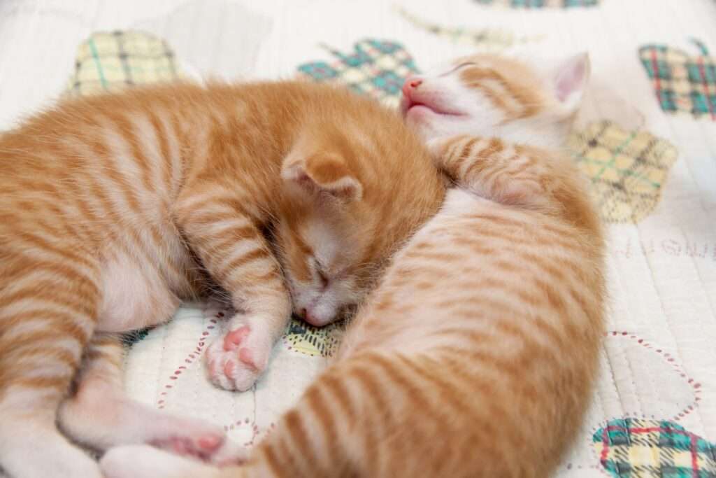 how-much-do-kittens-sleep-deciphering-your-kitten-s-sleep-patterns