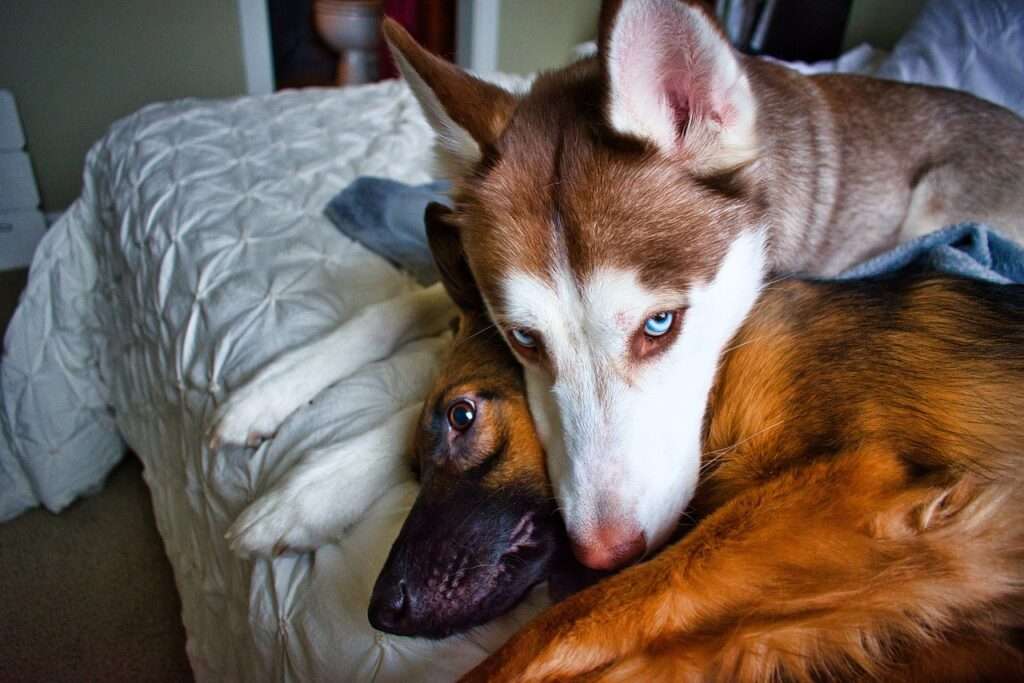 how long do siberian huskies live