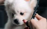 how long does dog grooming take