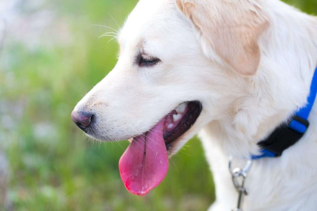 how much is a labrador retriever