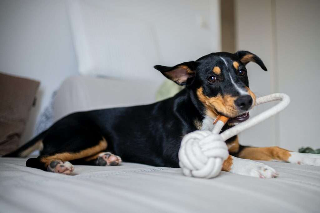 how to disinfect dog toys