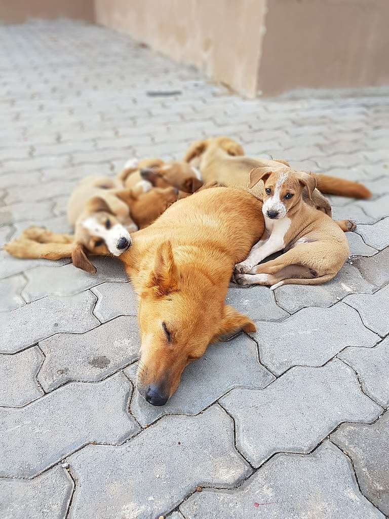 how to stop a mother dog from eating her puppies